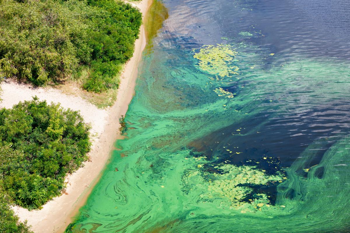 A photo of a bright green algal bloom in a river as a result of excess nutrients running off of the land.